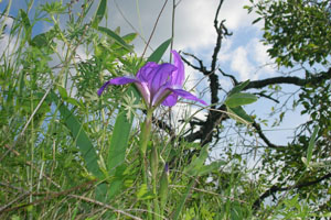 дикий ирис еще сохранился в естественных условиях в Рязанской области